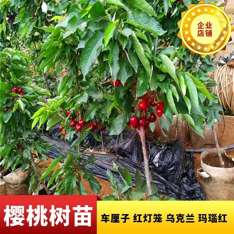 樱桃树苗车厘子大樱桃矮化嫁接果树苗特大耐寒南北方种植基地现发
