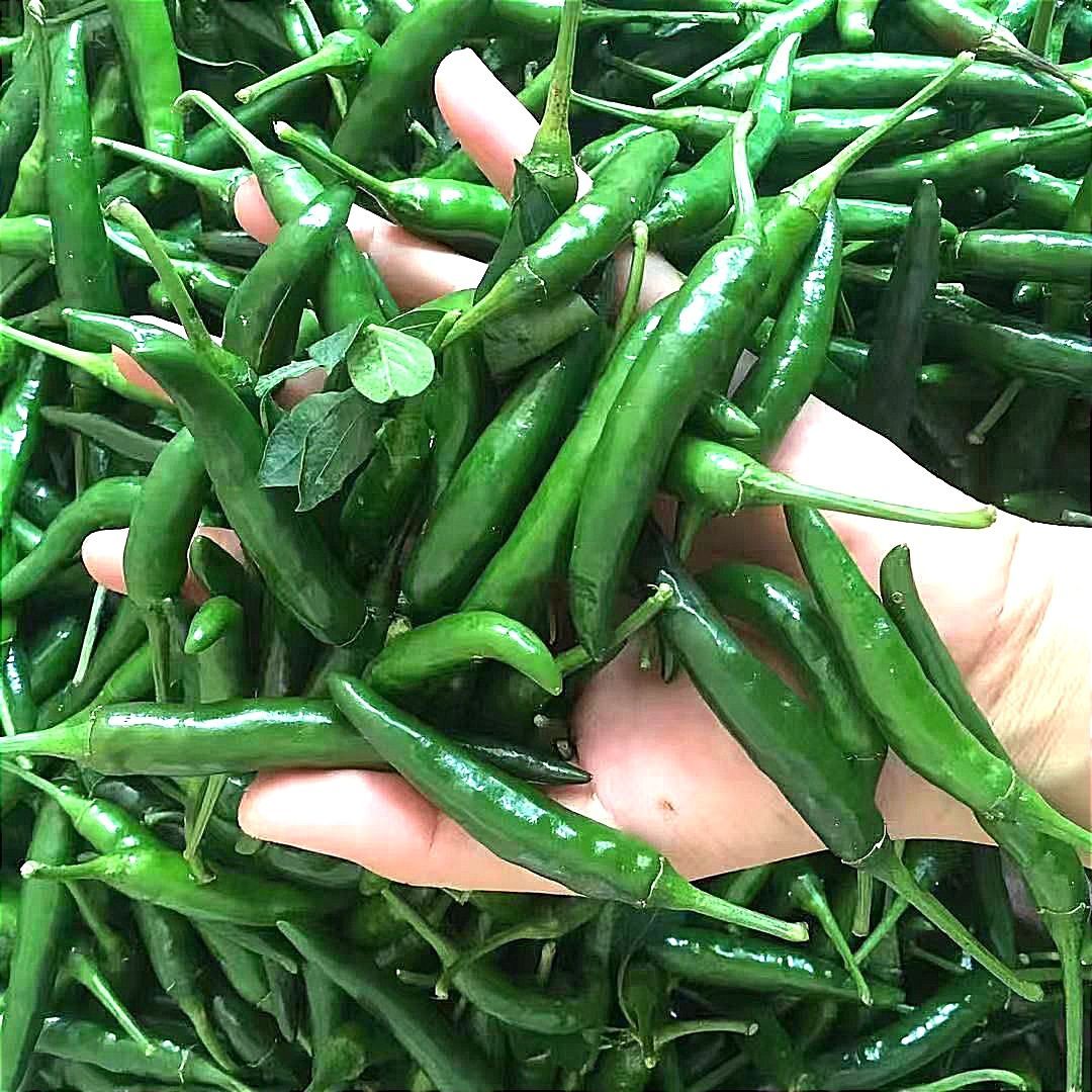 小米辣椒青辣椒特辣超辣 朝天椒新鲜 农家自种 青辣椒 泡椒