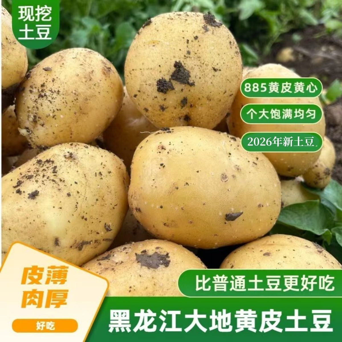 东北黑龙江农家土豆新鲜尤金885皮黄黄皮心甜面起沙黄瓤马铃薯