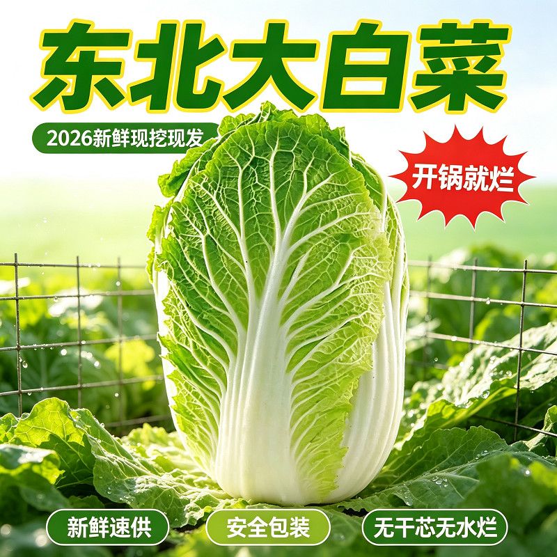 东北大白菜新鲜速供农家自种无公害白嫩白菜现挖现发无干芯无水烂