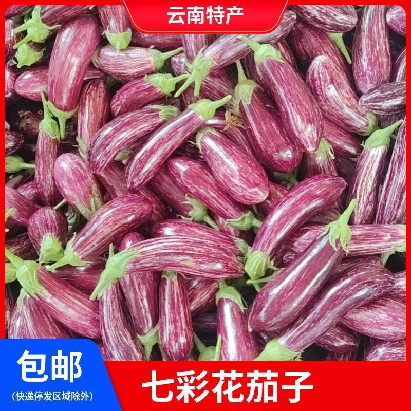 云南七彩茄子农家自种新鲜花皮茄子农家自种蔬菜彩色面包小茄子