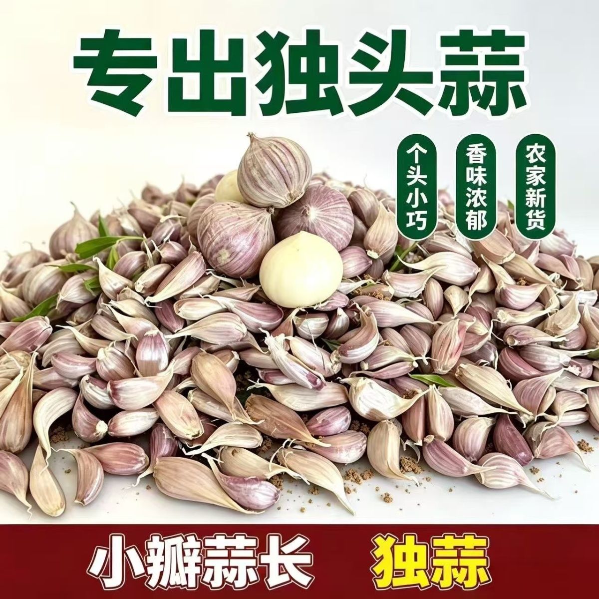 正宗独头蒜蒜栽籽崽子小籽专用独头蒜小蒜瓣出独头蒜一代真品四川