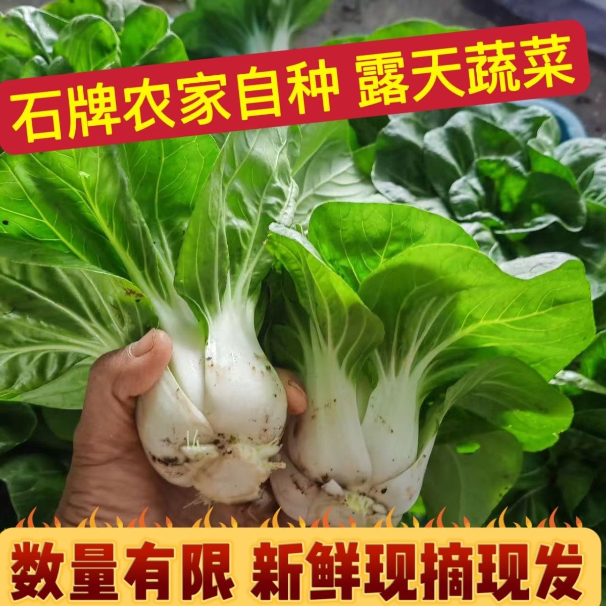 石牌特产农家自种露天白菜青菜霜降矮脚青菜现摘现发新鲜