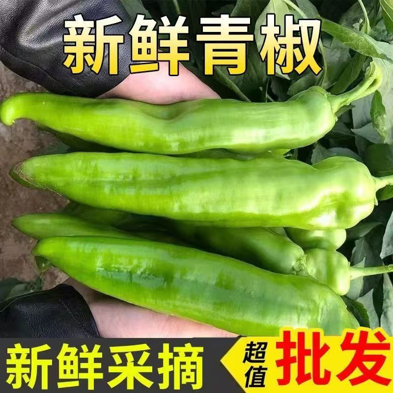 河南大棚牛角青椒微辣尖椒农家薄皮虎皮牛角辣椒现摘新鲜蔬菜批发