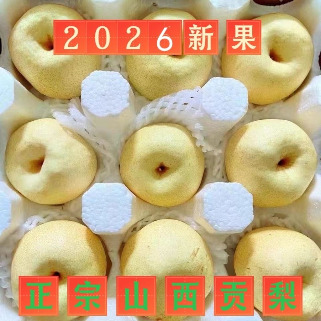 【现摘】正宗冰糖雪梨山西贡梨薄皮多汁一整箱新鲜应季新鲜水果