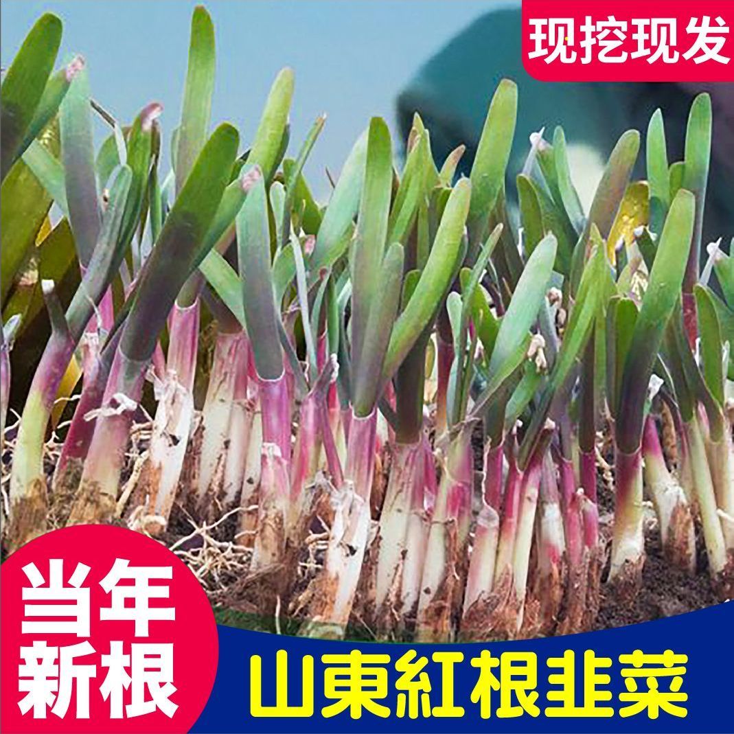 山东寿光粗根宽叶红韭菜根现挖头茬紫韭菜根香韭雪韭菜苗种子耐寒