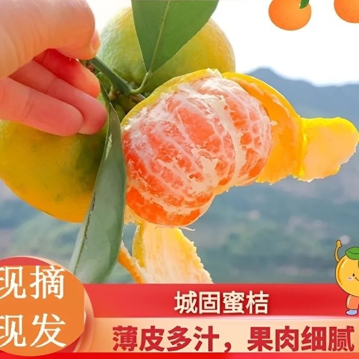高山蜜桔陕西城固蜜桔无核桔子城固蜜橘薄皮现摘现发