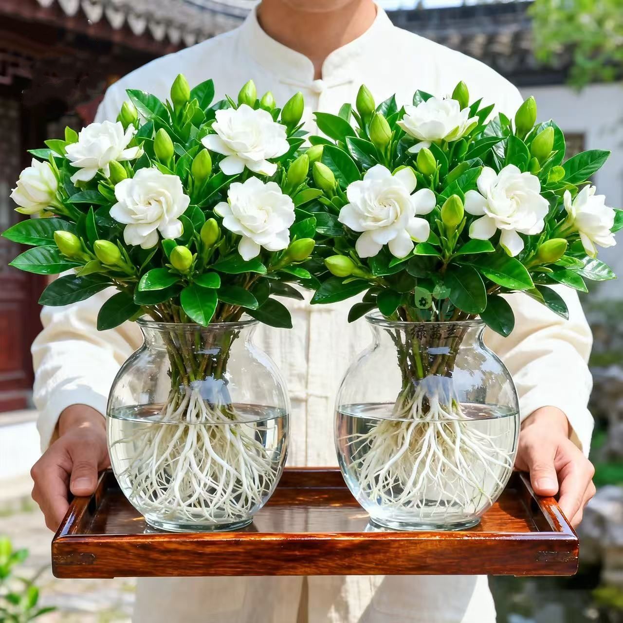 【净化空气】栀子花盆栽带花苞室内水培四季桌面开花好养绿植花卉