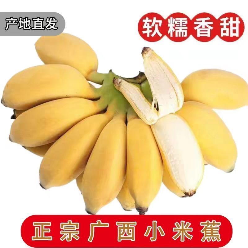广西南宁小米蕉新鲜现摘酸甜小个拇指蕉当季新鲜水果需自行催熟