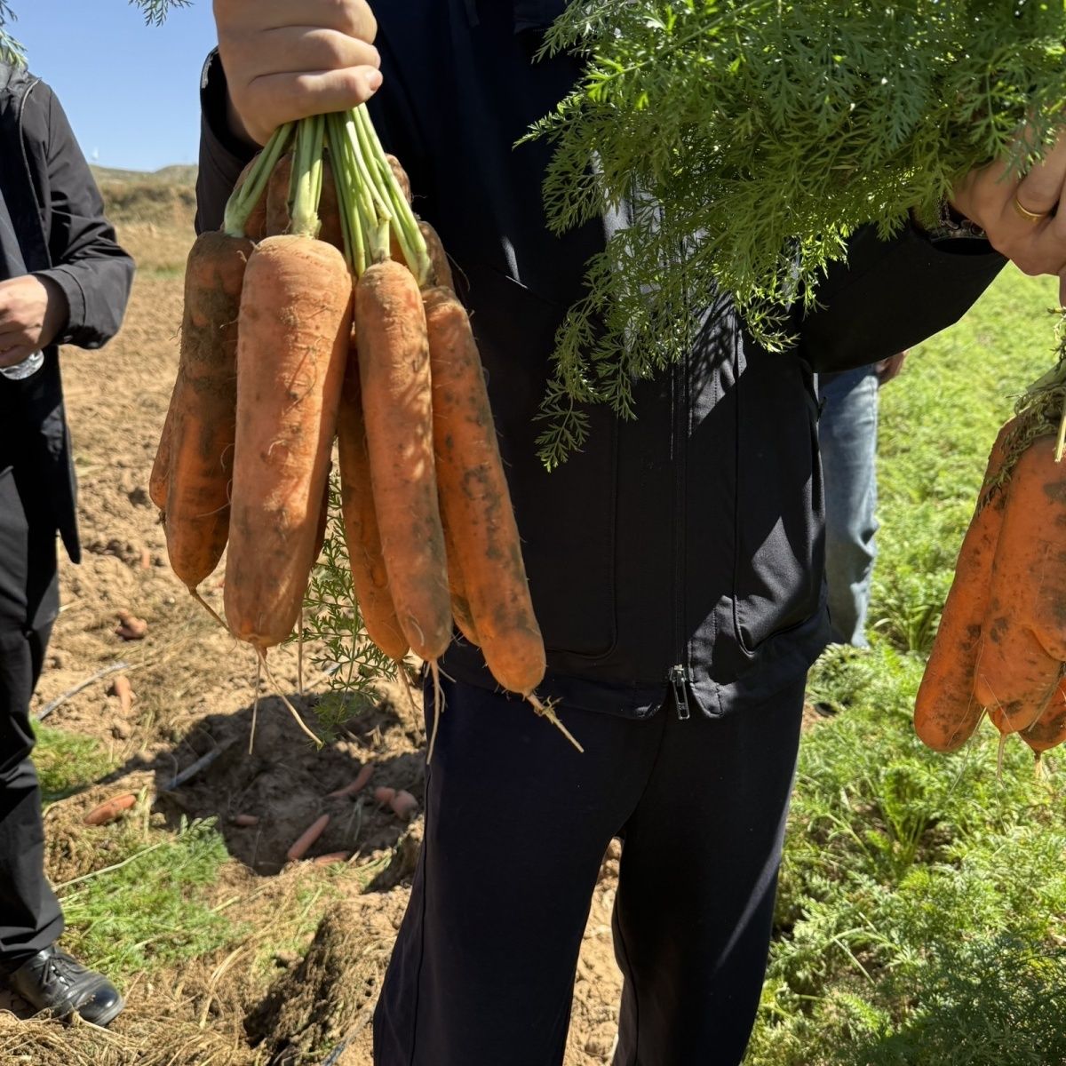 【胡萝卜】山西沙地胡萝卜现挖农家自种胡萝卜现摘蔬菜便宜批发