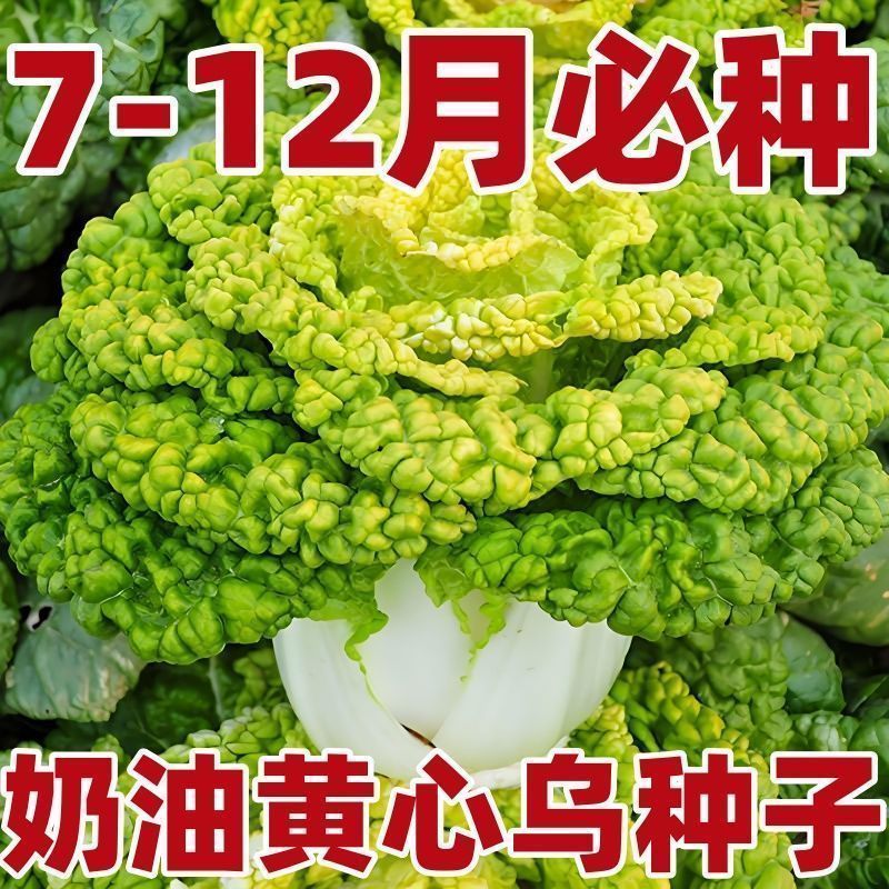 耐寒黄心乌塌菜黄心大白菜农家四季播蔬菜黄金乌塌菜籽