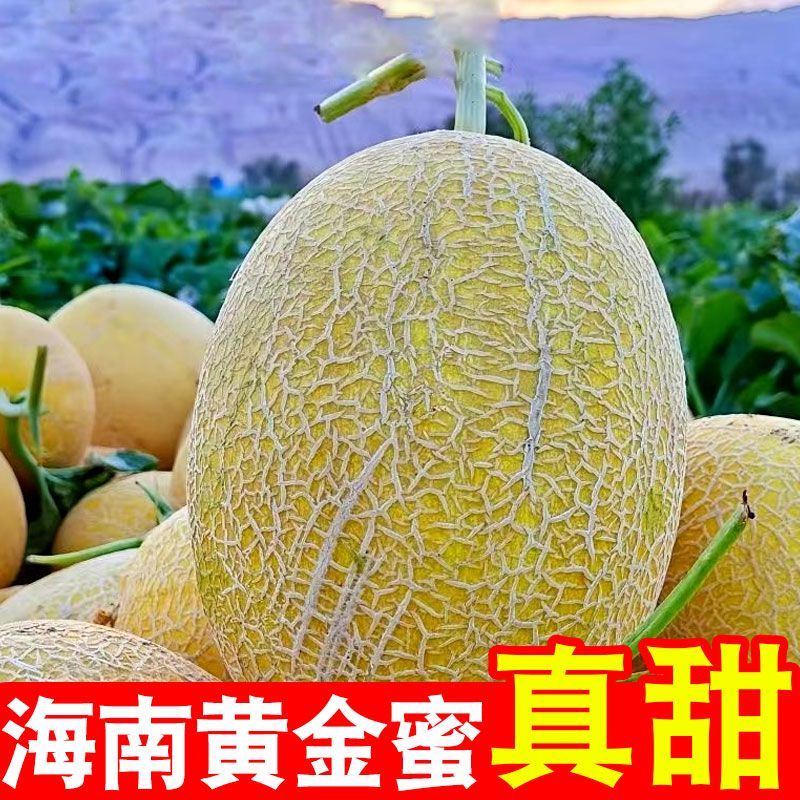 【正宗】海南直发黄金蜜瓜哈密瓜金色年华哈蜜瓜当季新鲜孕妇水果