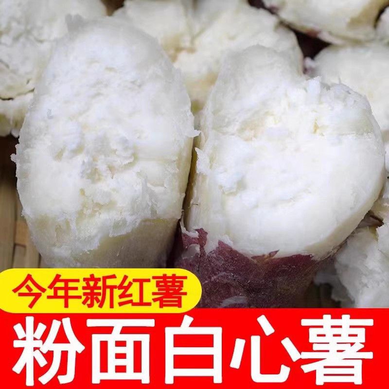 【爆】现挖河南白心板栗薯新鲜红薯粉糯干面微甜农家番薯白瓤地瓜