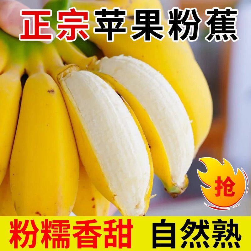5斤苹果粉蕉正宗广东粉蕉青皮软糯当季香蕉新鲜水果薄皮香蕉批发