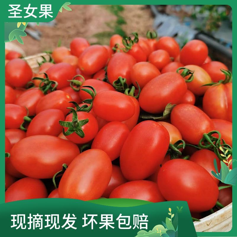 六年老店新鲜现摘圣女果小西红柿樱桃小番茄非千禧孕妇水果糖葫芦