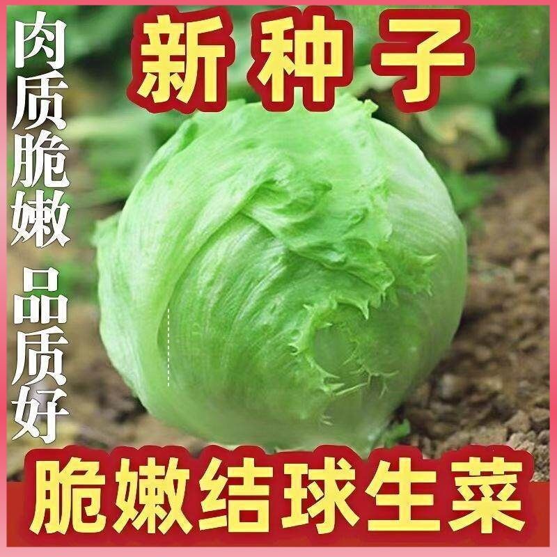 结球生菜种子脆甜包心球形生菜种籽四季阳台盆栽播种农家蔬菜种子