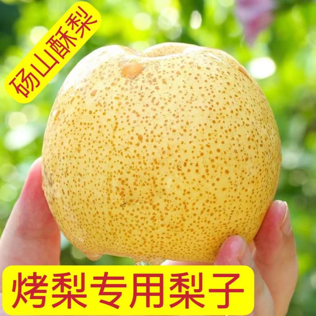 【批发价】正宗砀山酥梨薄皮冰糖烤梨专用梨秋季膏梨批发一整箱