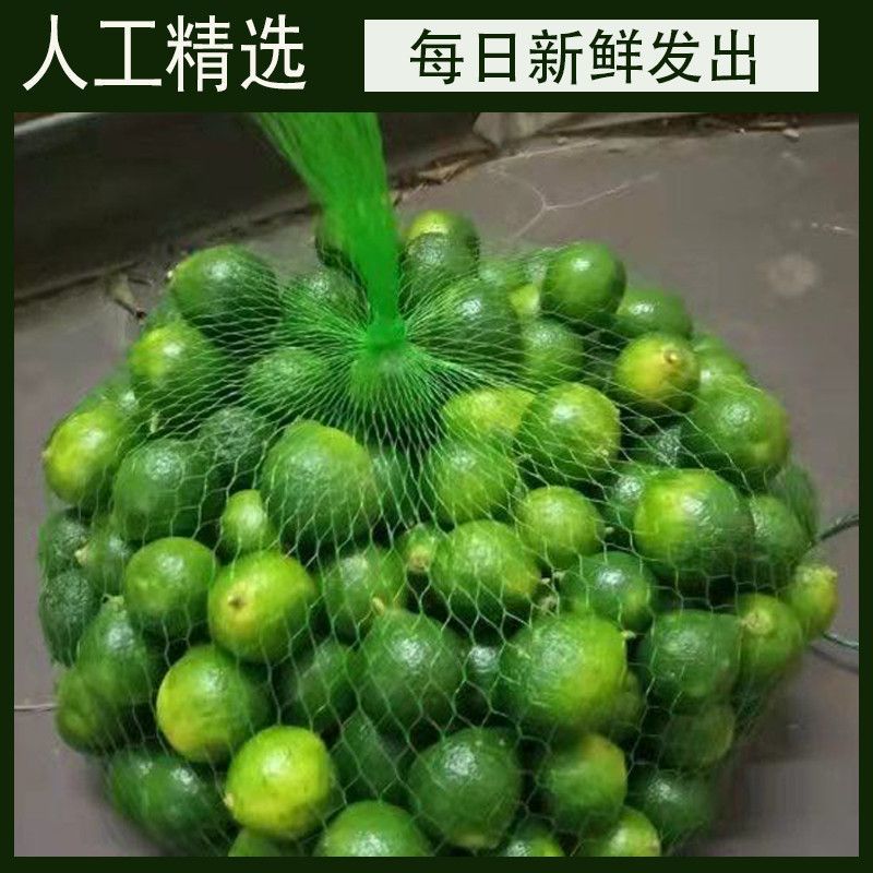 海南青金桔新鲜水果小青桔酸桔新鲜水果现发小青柠小青柑青皮