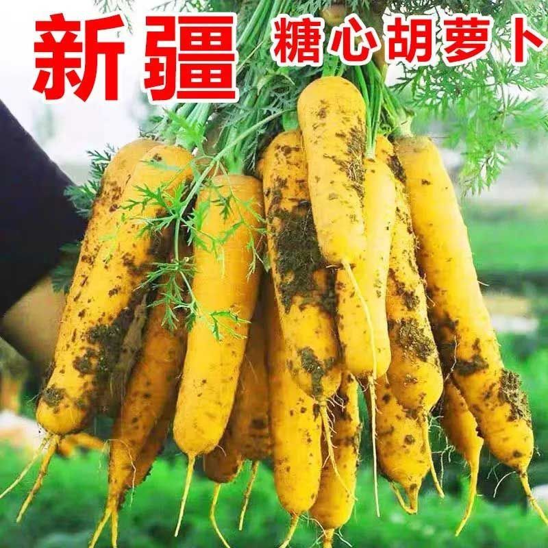 新疆黄胡萝卜新鲜蔬菜黄萝卜手抓饭带泥现挖冰糖心黄心产地直发