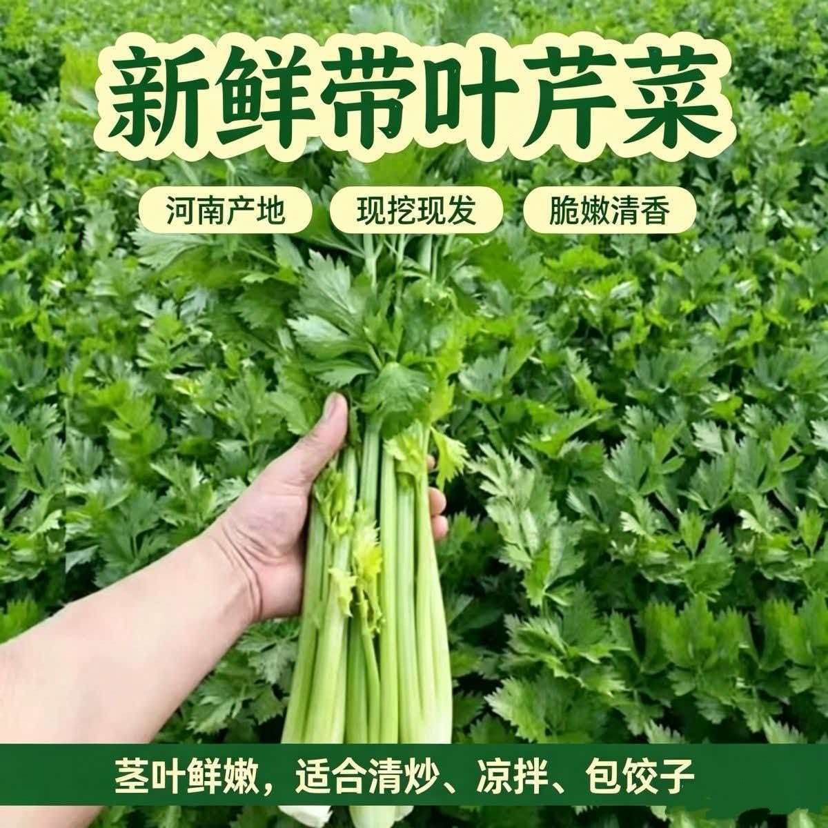 【带叶芹菜】现挖芹菜本地芹菜露天西芹榨汁青菜新鲜蔬菜蔬菜批发