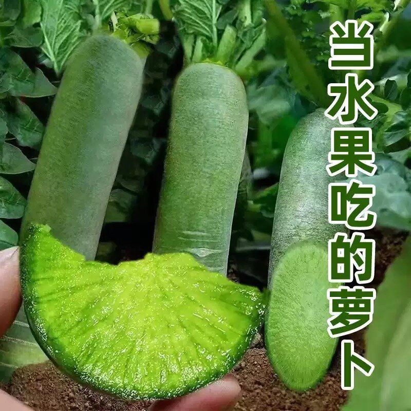 水果萝卜新鲜脆甜微辣水果萝卜产地直发农家种植蔬菜健康美味首选
