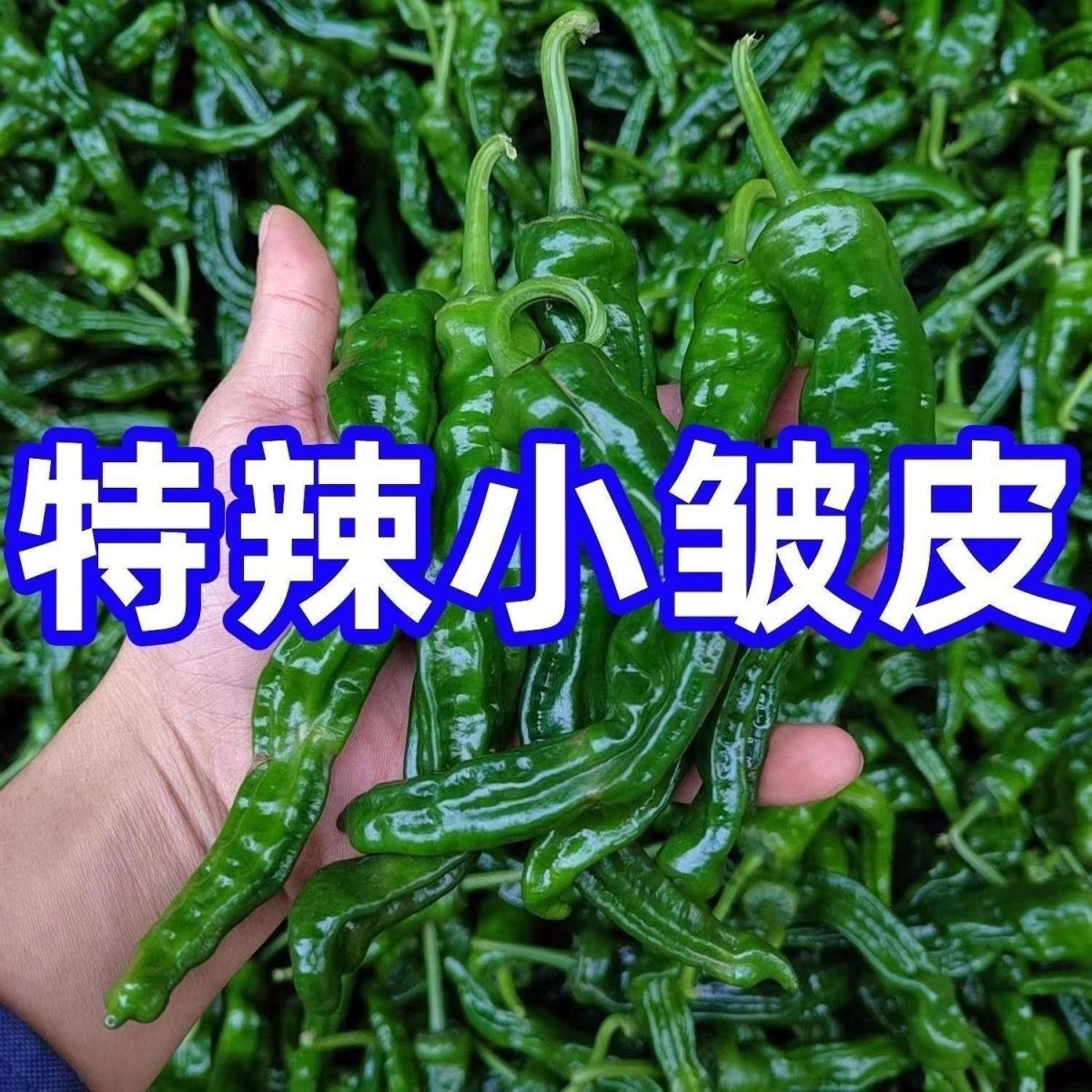 小皱皮辣椒辣椒新鲜超辣正宗现摘薄皮青辣椒特辣