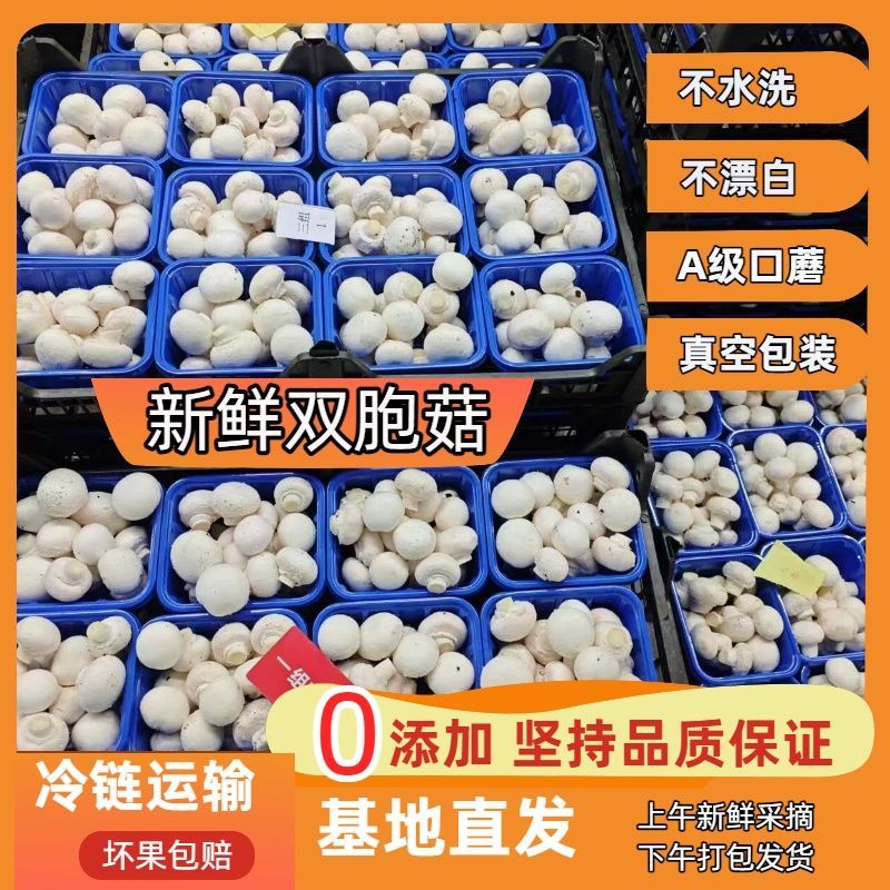 【现摘现发】口蘑新鲜 双胞菇 白蘑菇 现摘现发 中国美味蘑菇