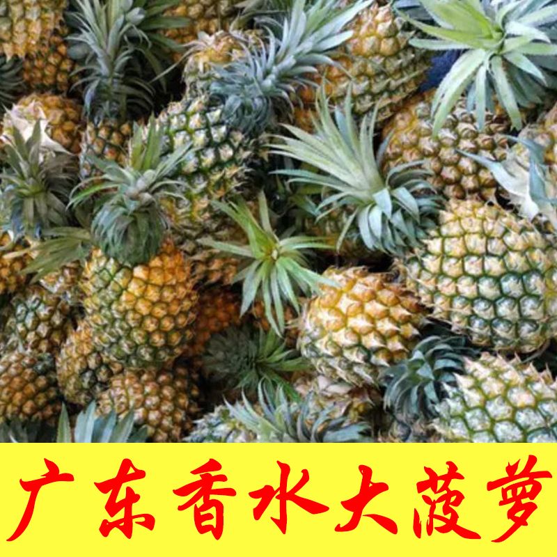新鲜大菠萝徐闻香水菠萝大个水果当季热带水果菠萝现摘除味非海南