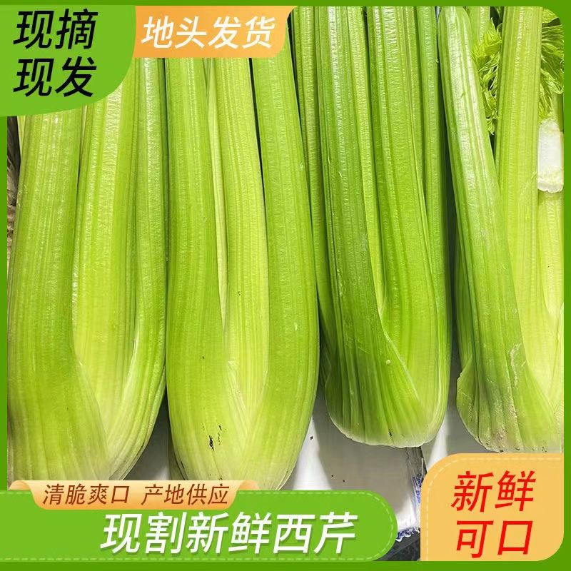 【山东西芹】寿光当季西芹生吃安辽榨汁脆嫩现割去叶农家新鲜芹菜