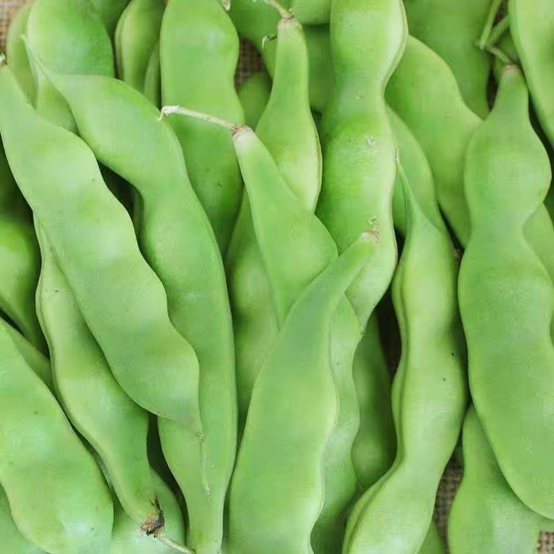 云南种植青油油豆角老式无筋豆角新鲜九月青