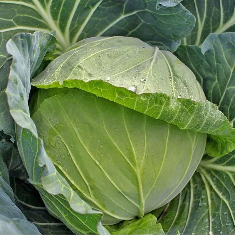 贵州威宁新鲜莲花白,农家自种新鲜扁平莲花白,现摘现发包菜新鲜