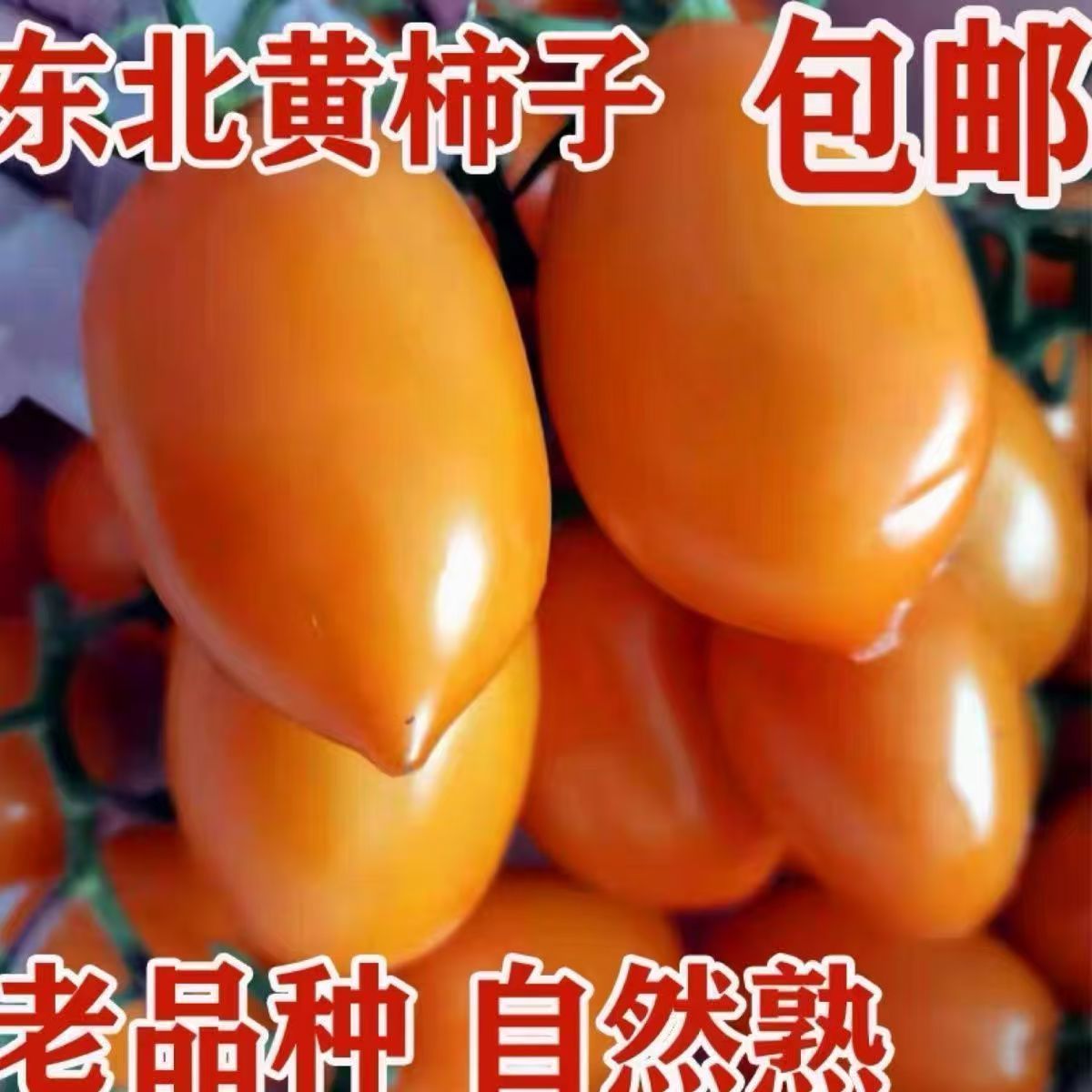 正宗东北柿子黄红罗曼串柿子现摘番茄鸡心柿子姑娘柿子阳光番茄