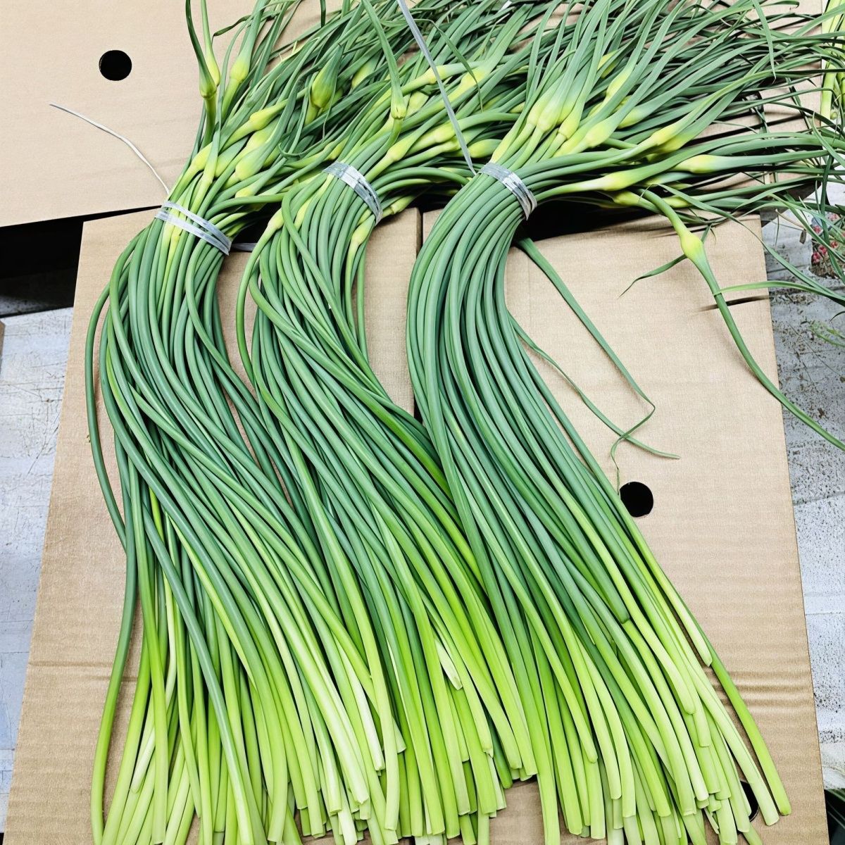 山东白帽新鲜蒜苔粗长款应季蔬菜青帽蒜苔头茬蒜苗蒜苔40-50cm