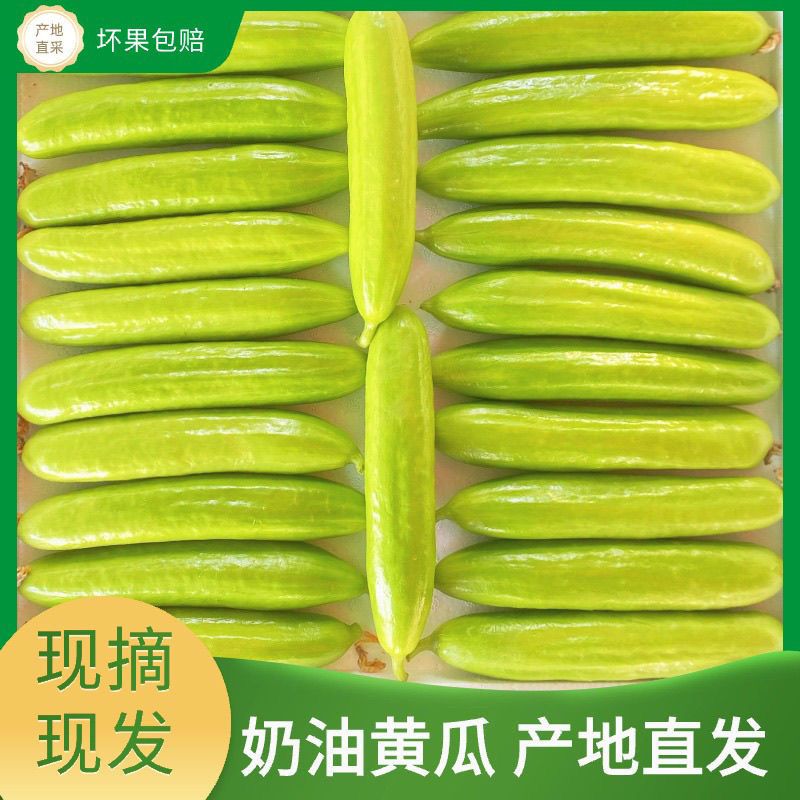 寿光黄瓜小黄瓜现摘白玉水果无刺农家即食青瓜清脆新鲜蔬菜奶油