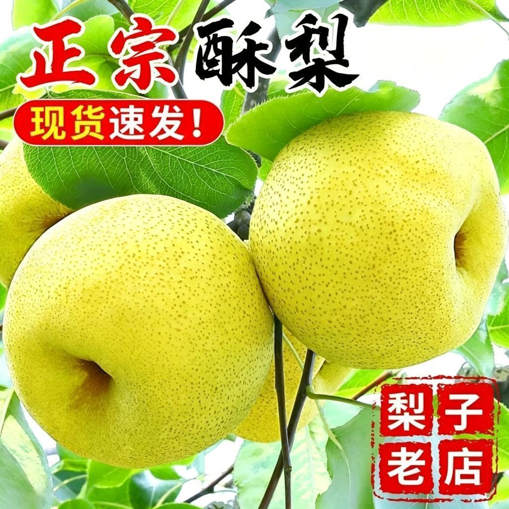 彩箱现摘现发正宗酥梨贡梨新鲜梨子特大薄皮多汁当季水果整箱包邮