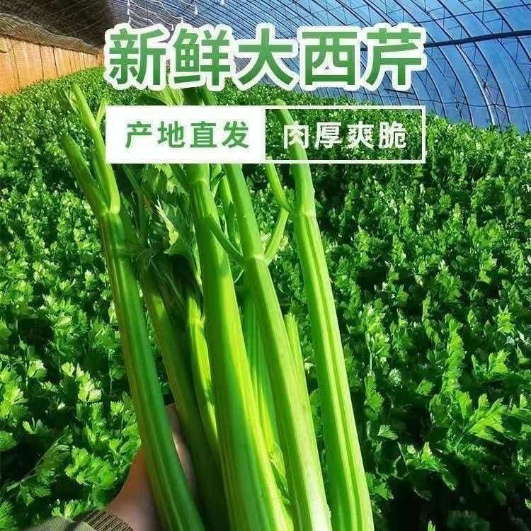 西芹新鲜山西西芹正宗水果榨汁脆嫩绿色农家青菜芹菜蔬菜