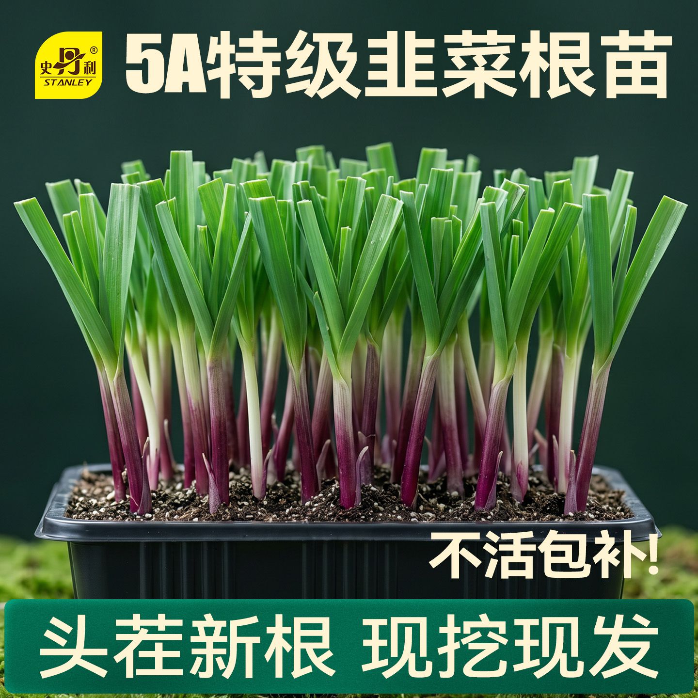 【史丹利】头茬韭菜根宽叶紫根山东现挖现发红根韭菜根苗阳台庭院盆栽
