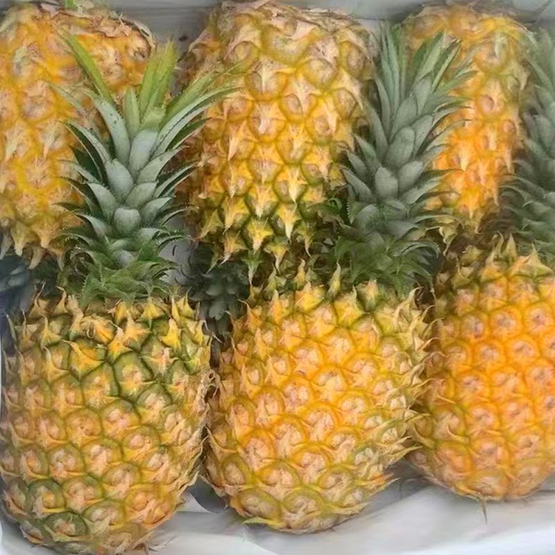 新鲜广东徐闻菠萝大菠萝香水水果当季热带大个应季大果整箱