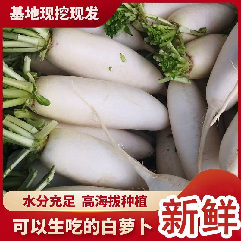 三峡高山白玉萝卜新鲜现挖农家自种应季蔬菜,喝长江水长大的萝卜