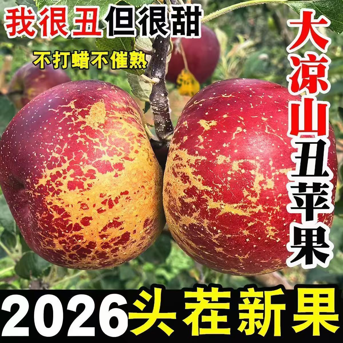 彩箱精选】正宗四川大凉山丑苹果当季新鲜脆甜盐源红富士苹果批发