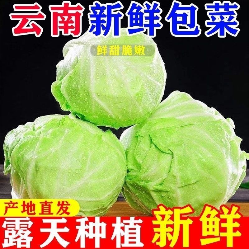 现摘云南农家蔬菜自种包菜新鲜甘蓝青绿卷心菜绿叶当季莲花白