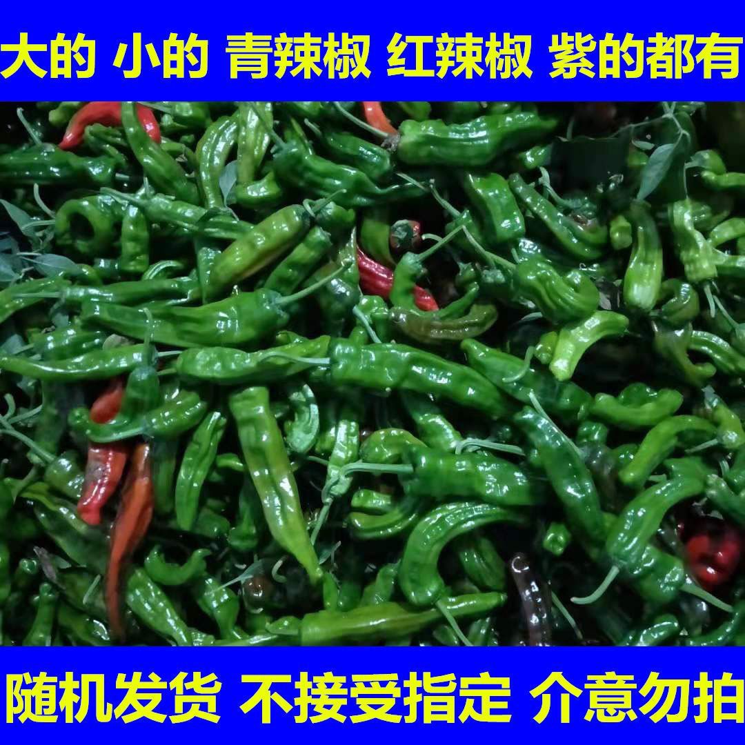安徽小皱皮辣椒特辣巨辣鲜青红辣椒批发尾货辣椒新鲜薄皮