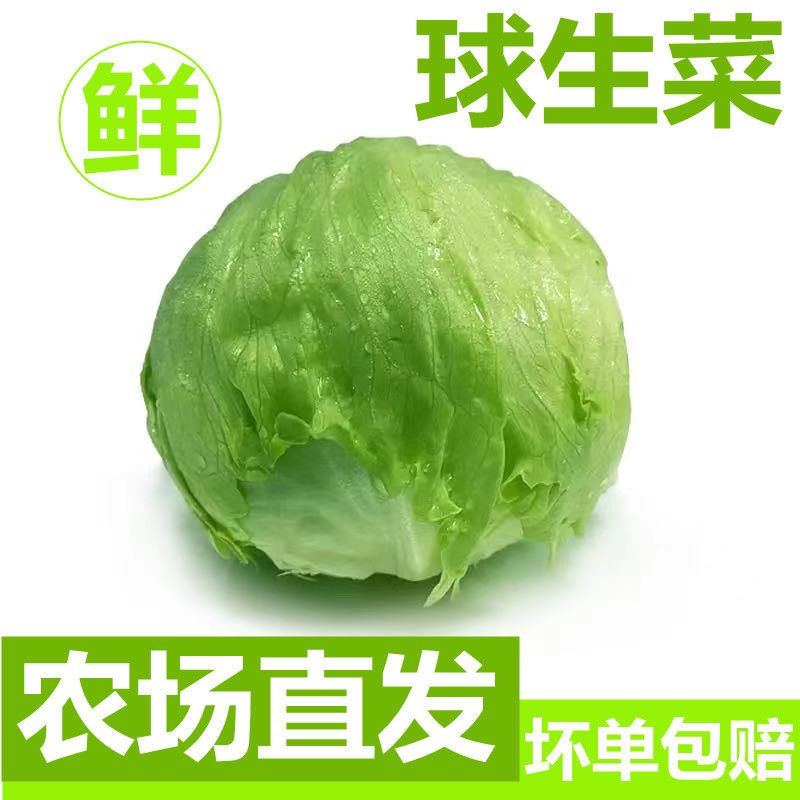 新鲜球生菜西生菜团生菜新鲜结球生菜西餐沙拉汉堡用轻食新鲜蔬菜