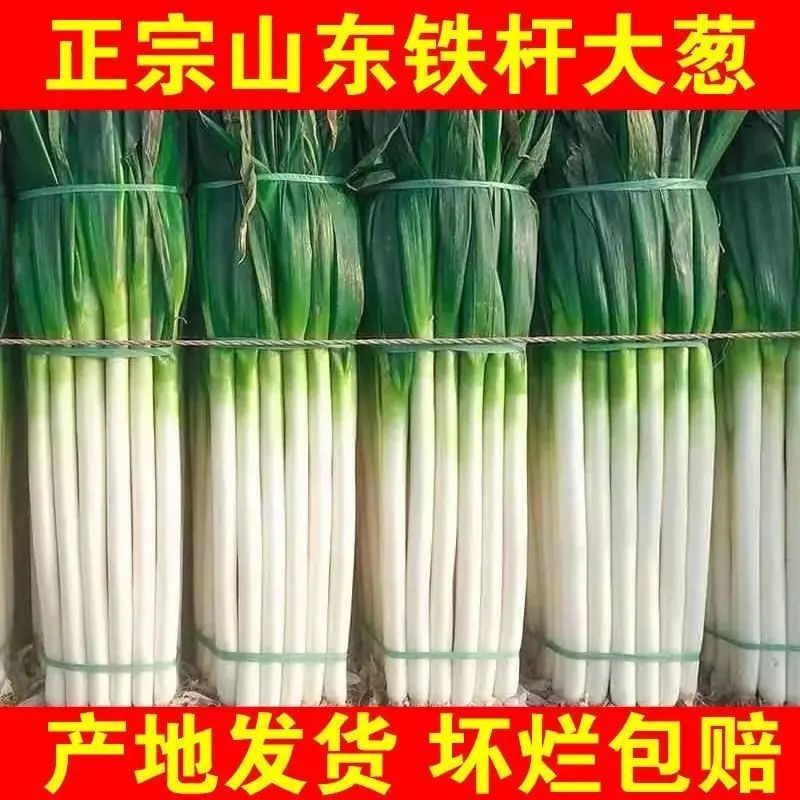 【精品去皮】正宗山东大葱新鲜特级铁杆大当季葱鲜甜脆口生吃蘸酱