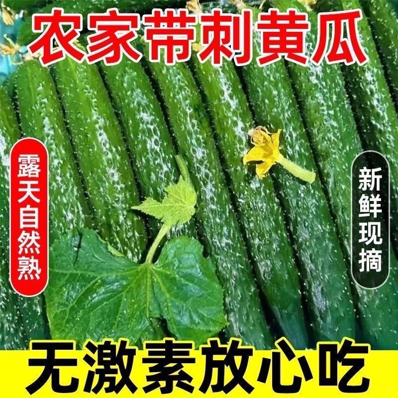 新鲜采摘云南露天绿心黄瓜刺黄瓜水果黄瓜当季四季一整箱实惠便宜
