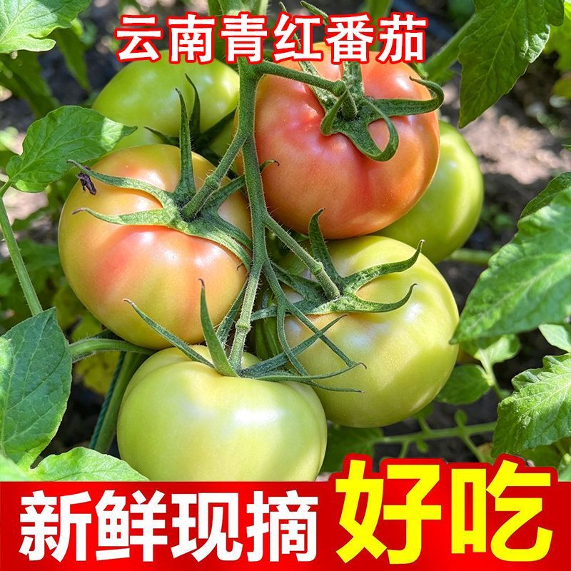 带箱2斤青红番茄新鲜应季蔬菜番茄西红柿不可生吃青番茄红番茄