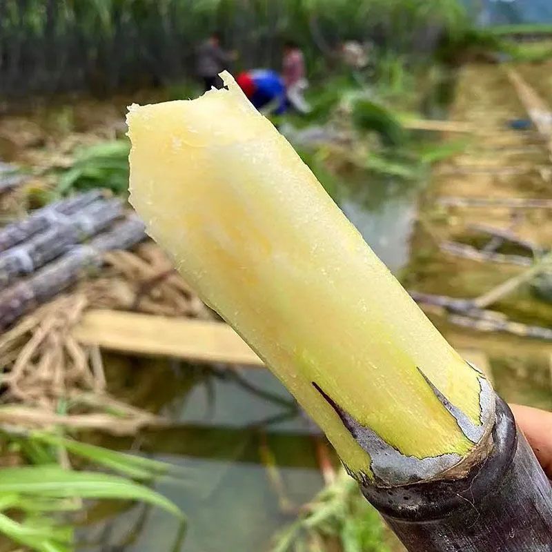 批发广西黑皮甘蔗新鲜现砍超级甜中段长节薄皮爆甜小甜杆整根带芽