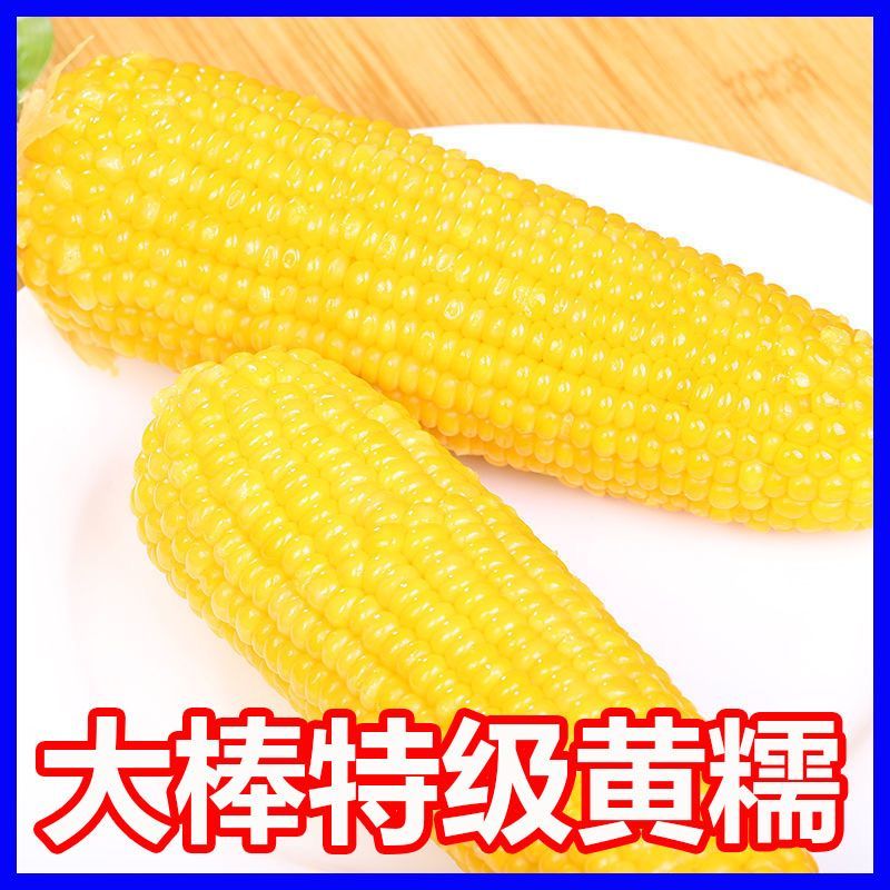 东北玉米新鲜糯玉米净重4.5-5斤装玉米代餐黄糯玉米甜糯粘糯玉米