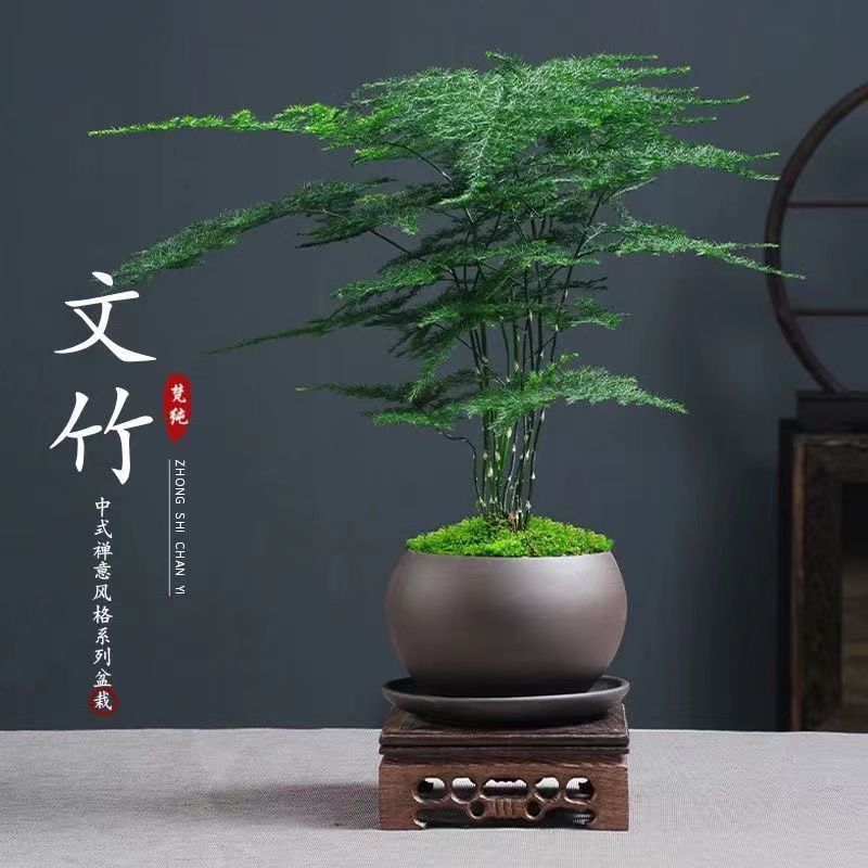 文竹盆栽植物室内花卉盆景客厅办公室桌面小绿植好养文竹四季常青