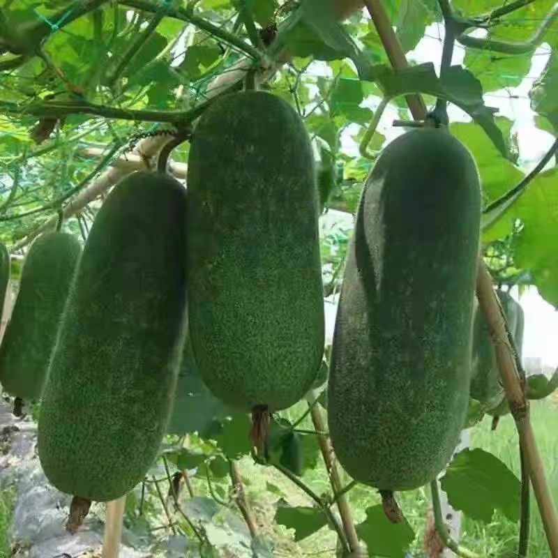 贵州毛节瓜当季新鲜蔬菜农家青皮新鲜小冬瓜正品香甜